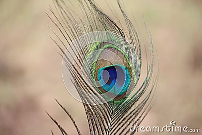 TheÂ peacockÂ tail, known as a train, consists not of tail quillÂ feathers, but highly elongated upper tail coverts. Stock Photo